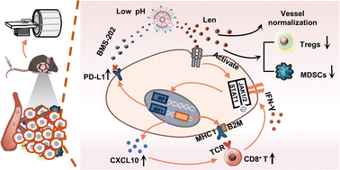 Graphical abstract: iRGD-mediated liposomal nanoplatforms for improving hepatocellular carcinoma targeted combination immunotherapy and monitoring tumor response via IVIM-MRI