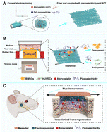 Graphical abstract: A coaxial electrospun mat coupled with piezoelectric stimulation and atorvastatin for rapid vascularized bone regeneration
