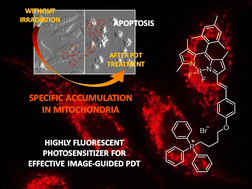 Graphical abstract: A highly fluorescent and readily accessible all-organic photosensitizer model for advancing image-guided cancer PDT