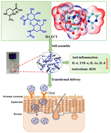Graphical abstract: Anti-inflammatory and antioxidant effects on skin based on supramolecular hyaluronic acid–ectoin