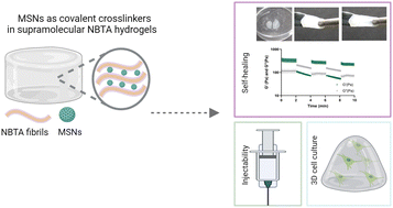 Graphical abstract: Extracellular matrix mimetic supramolecular hydrogels reinforced with covalent crosslinked mesoporous silica nanoparticles