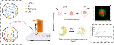 Graphical abstract: Development and characterization of a novel poly(N-isopropylacrylamide)-based thermoresponsive photoink and its applications in DLP bioprinting