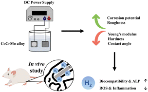 Graphical abstract: Hydrogen-treated CoCrMo alloy: a novel approach to enhance biocompatibility and mitigate inflammation in orthopedic implants