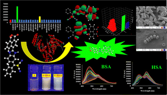 Graphical abstract: A fluorescent “Turn-ON” probe with rapid and differential response to HSA and BSA: quantitative detection of HSA in urine