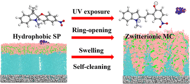 Graphical abstract: Photo-responsive anti-fouling polyzwitterionic brushes: a mesoscopic simulation