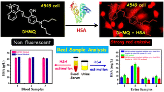Graphical abstract: Design and synthesis of a TICT-based red-emissive fluorescent probe for the rapid and selective detection of HSA in human biofluids and live cell imaging