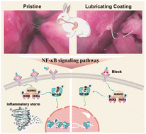 Graphical abstract: Mitigating intubation stress, mucosa injury, and inflammatory response in nasogastric tube intubation via suppression of the NF-κB signaling pathway by engineering a hydration lubrication coating
