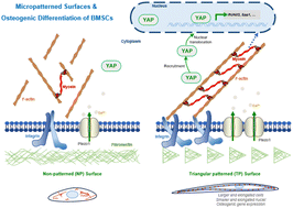 Graphical abstract: Osteogenic differentiation of bone mesenchymal stem cells on linearly aligned triangular micropatterns