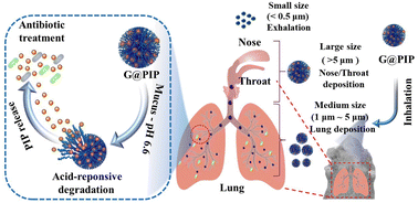 Graphical abstract: Size-tailored and acid-degradable polyvinyl alcohol microgels for inhalation therapy of bacterial pneumonia