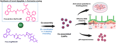 Graphical abstract: Unravelling the potential of l-carnosine analog-based nano-assemblies as pH-responsive therapeutics in treating glioma: an in vitro perspective