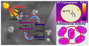 Graphical abstract: NIR-responsive nano-holed titanium alloy surfaces: a photothermally activated antimicrobial biointerface