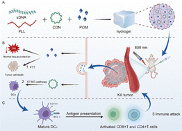Graphical abstract: Injectable and NIR-responsive CDN–POM hydrogels for combined non-inflammatory photo-immunotherapy