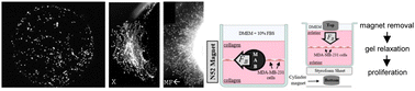 Graphical abstract: Breast cancer extracellular matrix invasion depends on local mechanical loading of the collagen network