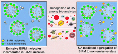 Graphical abstract: Supramolecular-platform-assisted selective recognition of uric acid with high sensitivity via microenvironment modulation of a self-assembled probe