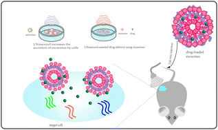 Graphical abstract: The combined application of exosomes/exosome-based drug preparations and ultrasound