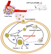 Graphical abstract: Water-dispersible fluorescent COFs disturb lysosomal autophagy to boost cascading enzymatic chemodynamic–starvation therapy