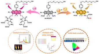 Graphical abstract: Fluorescent discrimination of cysteine, homocysteine, and glutathione in urine samples using a novel seleno-BODIPY probe