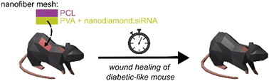 Graphical abstract: Topical siRNA therapy of diabetic-like wound healing
