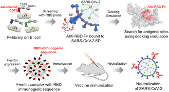 Graphical abstract: SARS-CoV-2 vaccine based on ferritin complexes with screened immunogenic sequences from the Fv-antibody library