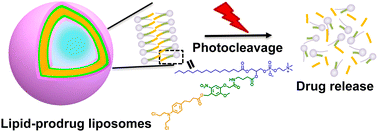 Graphical abstract: Photoresponsive prodrug-based liposomes for controllable release of the anticancer drug chlorambucil