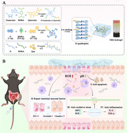 Graphical abstract: ROS/pH dual-responsive quercetin-loaded guanosine borate supramolecular hydrogel enema in dextran sulfate sodium-induced colitis in mice