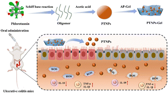 Graphical abstract: A phlorotannin nanoparticle–hydrogel composite for enhanced oral delivery and treatment of ulcerative colitis