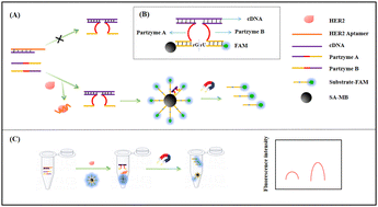 Graphical abstract: Enzyme-free and highly sensitive detection of human epidermal growth factor receptor-2 based on MNAzyme signal amplification in breast cancer