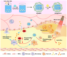 Graphical abstract: Multifunctional Prussian blue nanozymes alleviate atherosclerosis through inhibiting the inflammation feedback loop