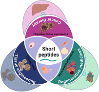 Graphical abstract: Programmable short peptides for modulating stem cell fate in tissue engineering and regenerative medicine