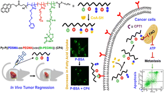 Graphical abstract: Precision targeting of fat metabolism in triple negative breast cancer with a biotinylated copolymer