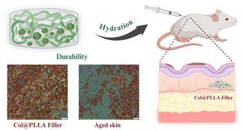 Graphical abstract: Engineered collagen/PLLA composite fillers to induce rapid and long-term collagen regeneration