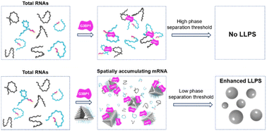 Graphical abstract: Enhanced liquid–liquid phase separation of stress granules in a reconstructed model and their cytoplasmic targeting using a DNA nanodevice