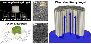 Graphical abstract: Ice templating water-stable macroporous polysaccharide hydrogels to mimic plant stems