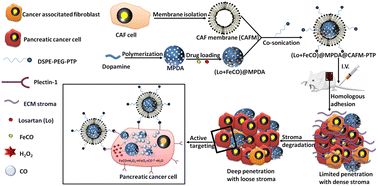 Graphical abstract: A biomimetic dual-targeting nanomedicine for pancreatic cancer therapy