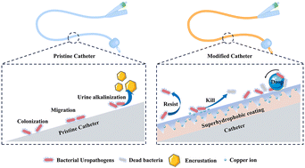 Graphical abstract: A stable dual functional superhydrophobic coating to inhibit Proteus mirabilis colonization, migration, and encrustation formation for urinary catheter applications