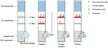 Graphical abstract: Rapid on-site detection of imazaquin residue in corn and soybeans using an immunochromatographic assay
