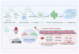 Graphical abstract: Dual-functional guanosine-based hydrogel: high-efficiency protection in radiation-induced oral mucositis