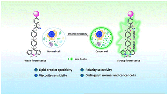 Graphical abstract: Lipid droplet specific BODIPY based rotors with viscosity sensitivity to distinguish normal and cancer cells: impact of molecular conformation