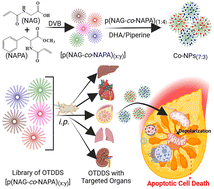 Graphical abstract: Organ-targeted drug delivery systems (OTDDS) of poly[(N-acryloylglycine)-co-(N-acryloyl-l-phenylalanine methyl ester)] copolymer library and effective treatment of triple-negative breast cancer
