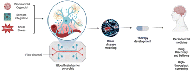 Graphical abstract: Recent advances in 3D models for multiparametric blood–brain barrier detection in microfluidic systems