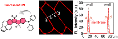 Graphical abstract: Ultra-photostable fluorescent dye molecular engineering—for measuring plant cells’ membrane-spacing through a “deposition-embedding” strategy