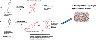 Graphical abstract: Iron(ii)-catalysed tyrosinase crosslinked hyaluronic acid hydrogel for the controlled release of human antibodies