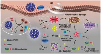 Graphical abstract: Pt(iv) prodrug as a potent nanosonosensitizer self-cyclically amplifies sonodynamic-chemotherapy with dually reversing cisplatin resistance