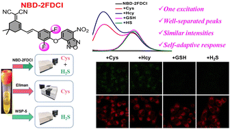 Graphical abstract: A steric hindrance-regulated probe with single excitation dual emissions for self-adaptive detection of biothiols and H2S in human urine samples and living cells