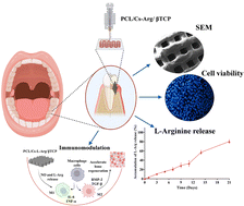 Graphical abstract: Functionalized 3D-printed scaffolds for enhanced osteogenesis and guided bone regeneration