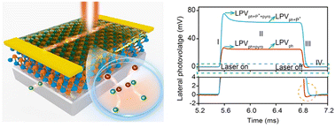 Graphical abstract: Boosting lateral photosensing performances in a P(VDF-TrFE)/Bi2Se3/Si heterojunction induced by surface modification and ferroelectric and pyroelectric effects