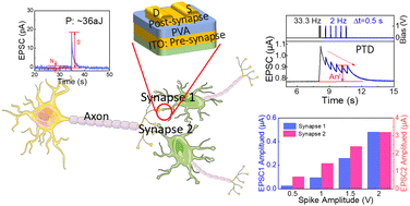 Graphical abstract: Polyvinyl alcohol electrolyte-gated oxide transistors with tetanization activities for neuromorphic computing