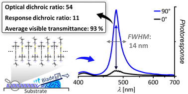 Graphical abstract: Polarized, color-selective and semi-transparent organic photodiode of aligned merocyanine H-aggregates