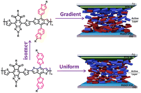 Graphical abstract: The isomerization effect of a benzothiophene-substituted benzodithiophene-based donor polymer on the blend morphology and photovoltaic performance of all-polymer solar cells