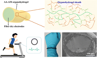 Graphical abstract: A high-performance composite fiber with an organohydrogel sheath for electrocardiogram monitoring